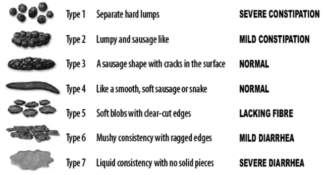 How to Use a Bristol Stool Chart to Identify Diarrhea photo 1